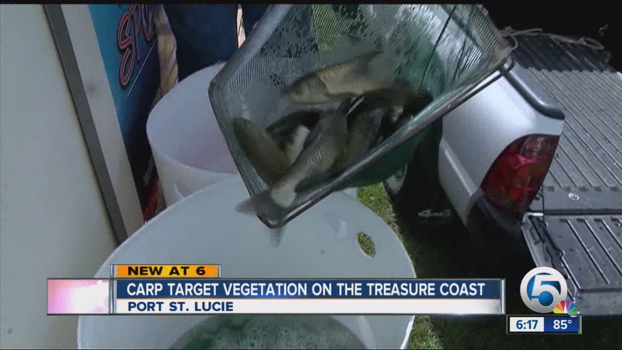 Carp target vegetation on the Treasure Coast