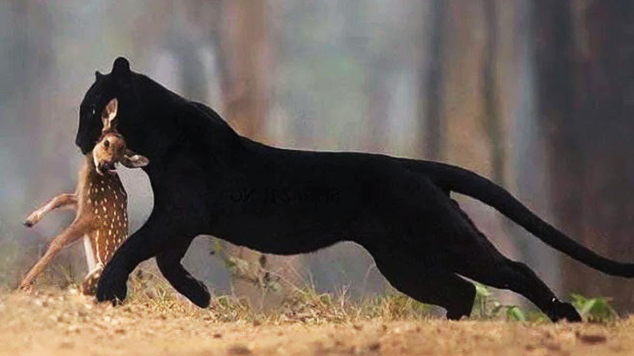 🐆 Black Panther &ndash; The Real Ghost of the Forest! 🌲👻