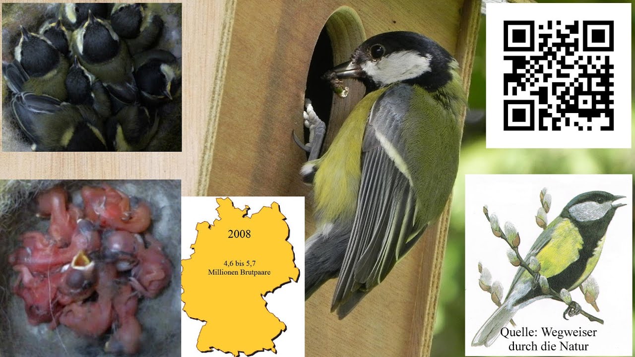 Das Brutverhalten der Kohlmeise - Dokumentation