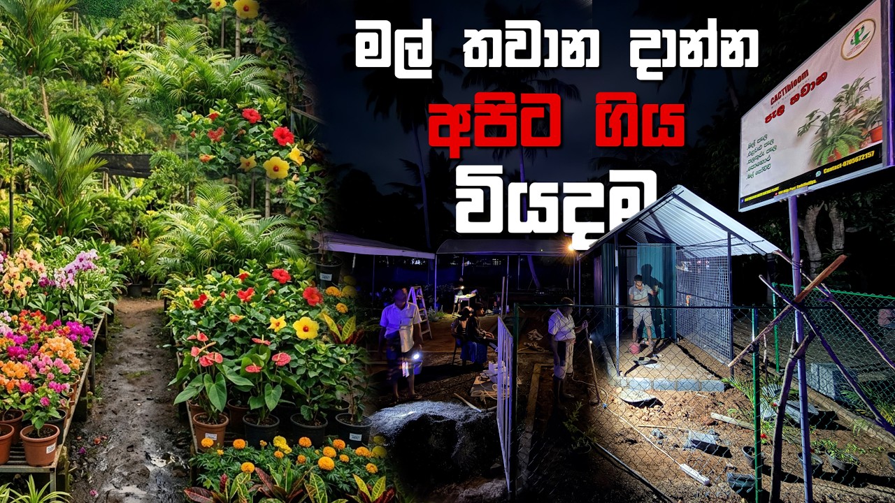 අපේ අලුත් මල් පැල තවාන හදපු හැටි 🌱 | Flower Plant Nursery | Plant Business Start Sinhala