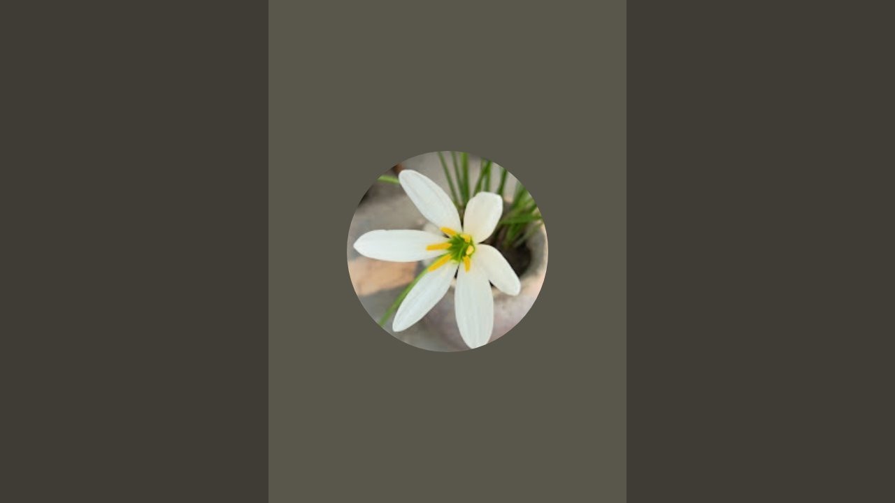 Gardening Lover Shruti  is live