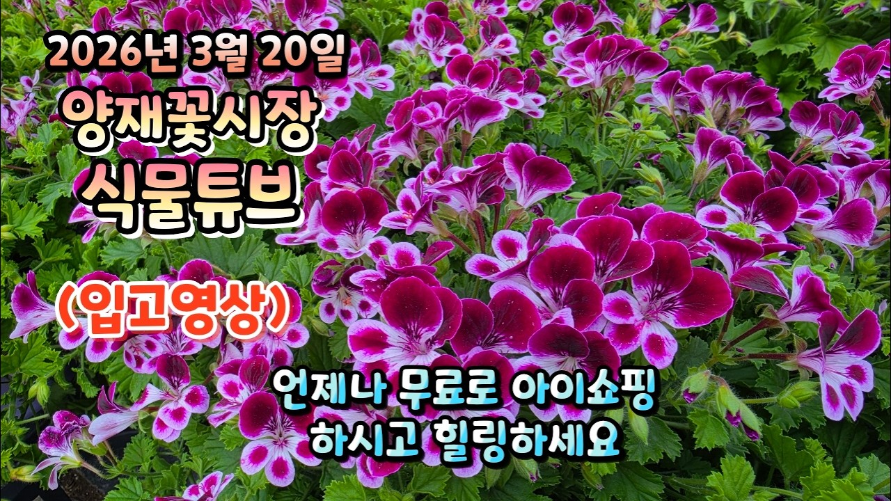 봄인데 어떤 꽃을 식재해야할지 영상으로 시청 하시면서 아이쇼핑 해보시러 함께 가시죠~  #양재꽃시장 #식물튜브 #식물아빠 #여광일