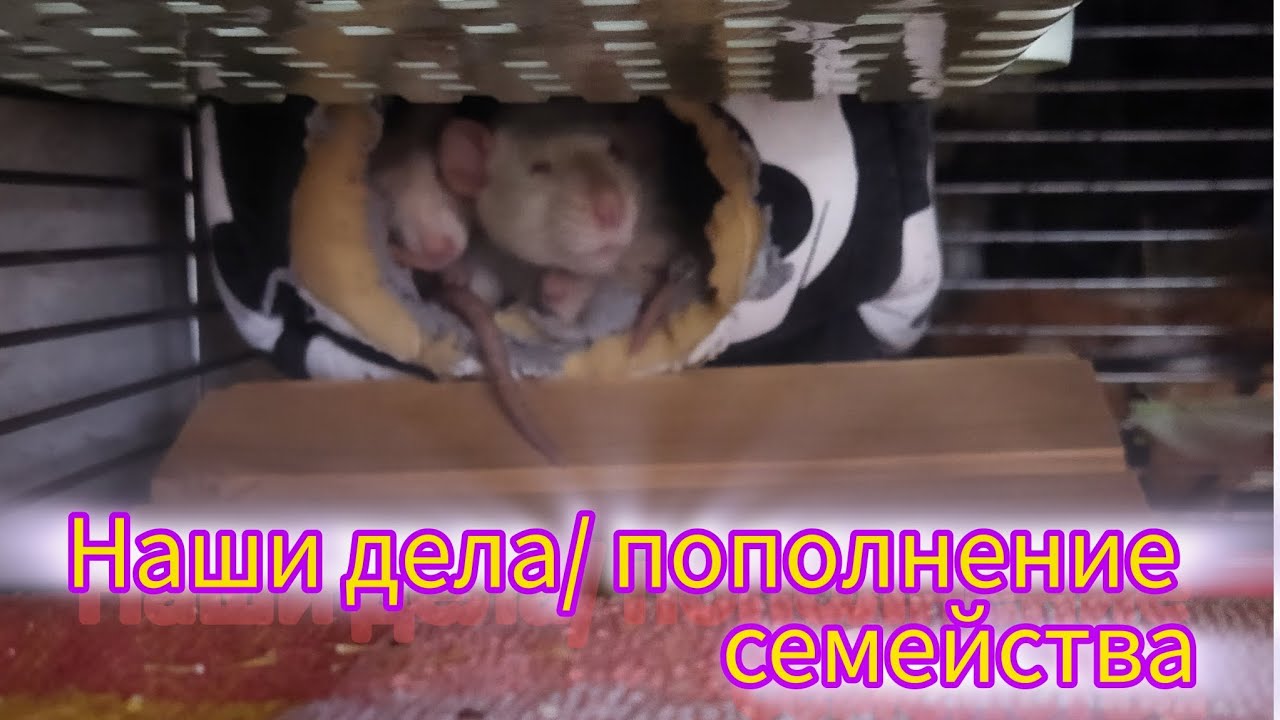 Наши дела/пополнение #моилюбимки #листиккексикмишутка #громпиратириска#крыса #rats #твимз #животные