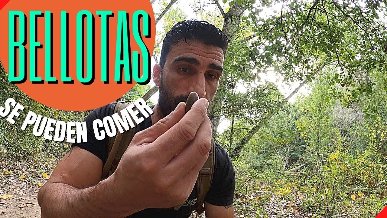 Como COCINAR BELLOTAS - &iquest;Puedes COMER BELLOTAS CRUDAS? | T&eacute;cnicas de Supervivencia en la Monta&ntilde;a