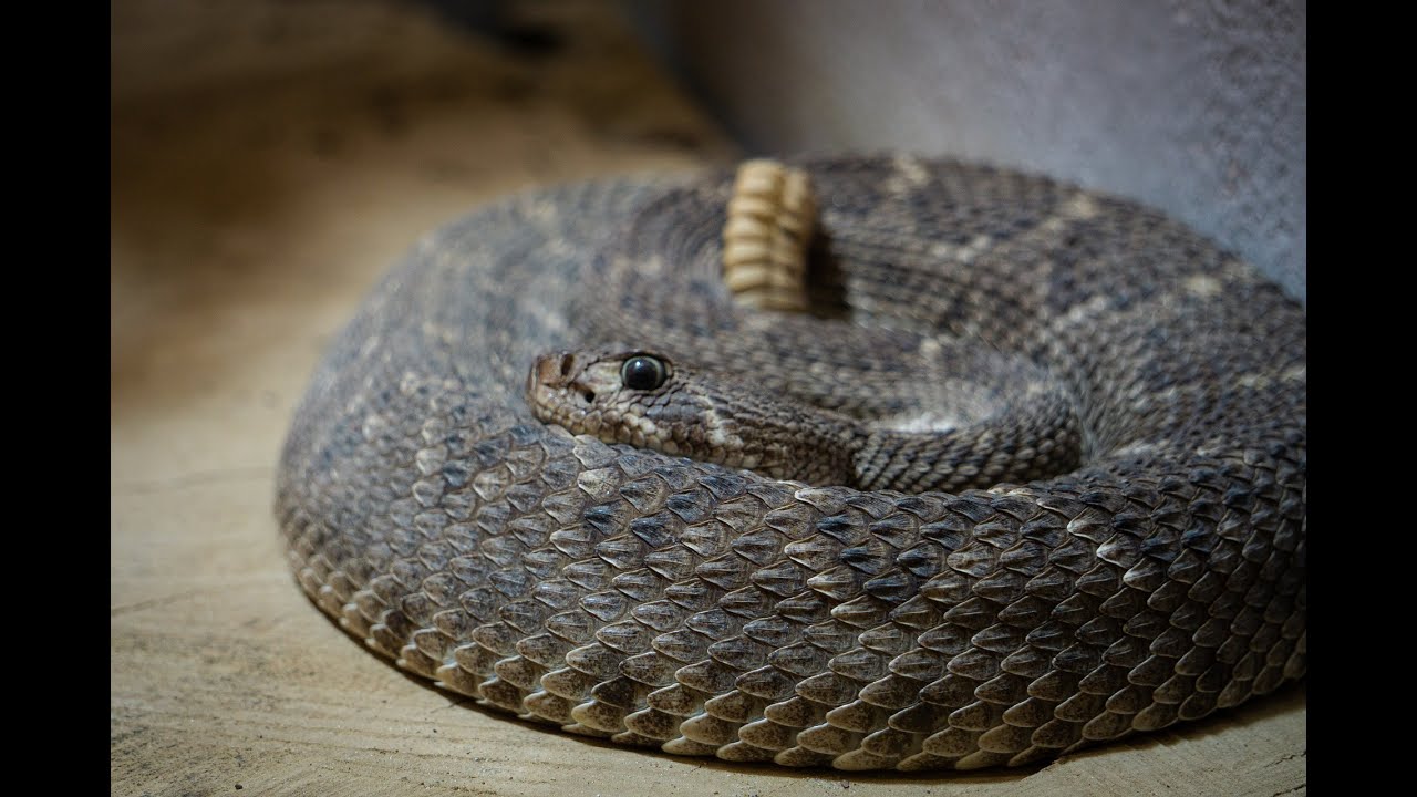 响尾蛇的声音 The sound of a rattlesnake