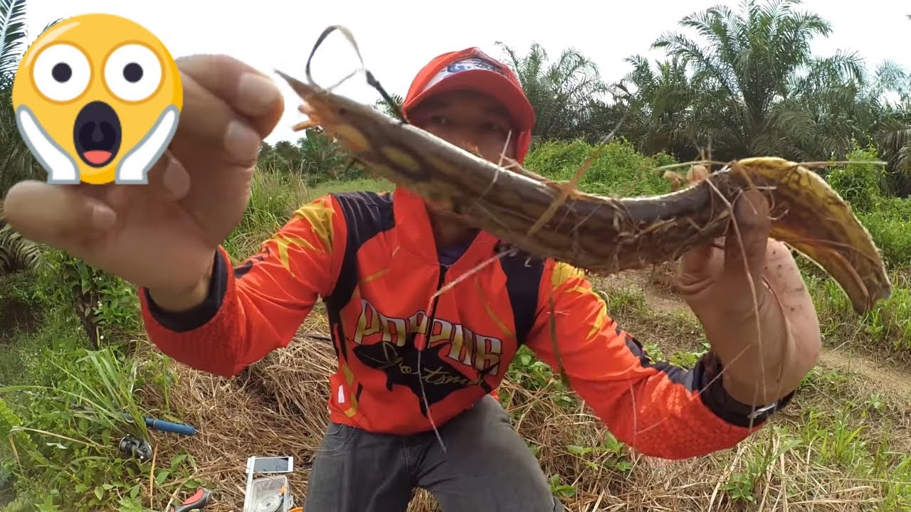 MANCING IKAN BAUNG dan IKAN KETING yang REUNI DI parit keruh ini #56