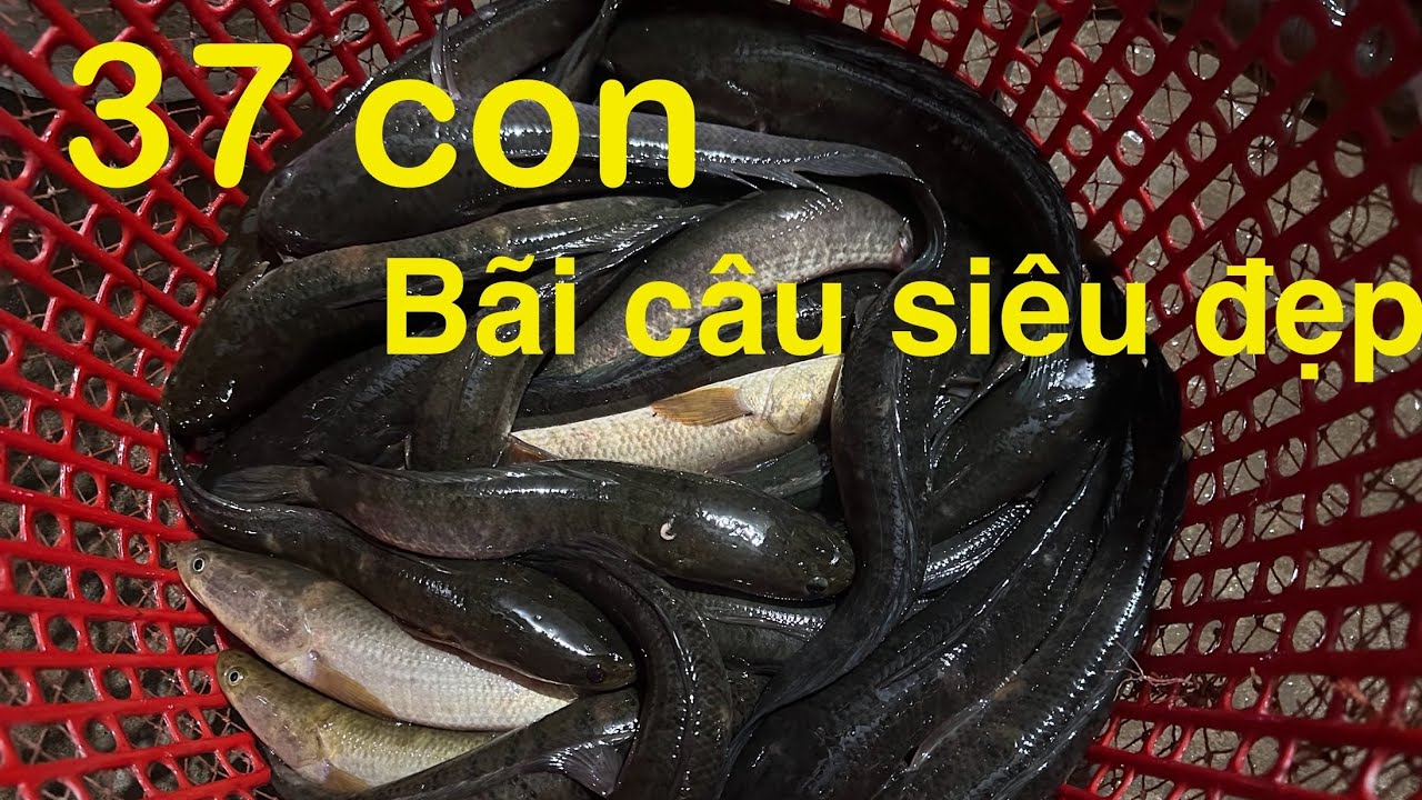 Câu cá lóc đồng tập 73 | nhái hơi lập công lớn khi chạm trán bầy cá lóc háu ăn | #n94fishing 