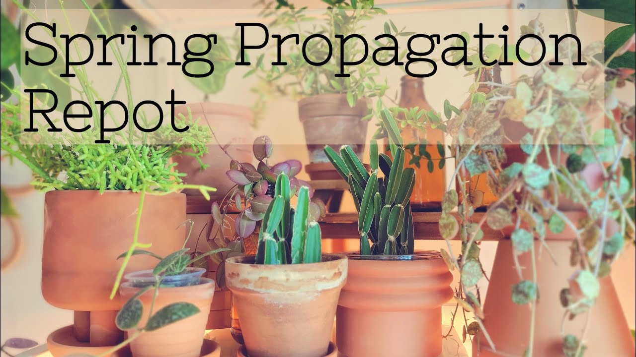 Relaxing Day of Potting Up Plant Propagations 🌱