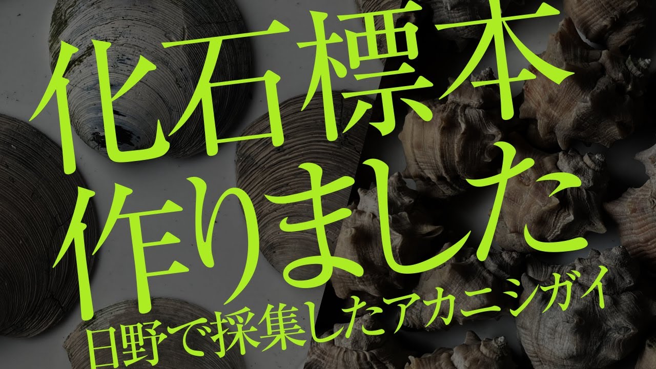 化石標本完成！／東京・日野で大量に採集した化石をクリーニングしてコレクション入りとなりました　by化石乙史