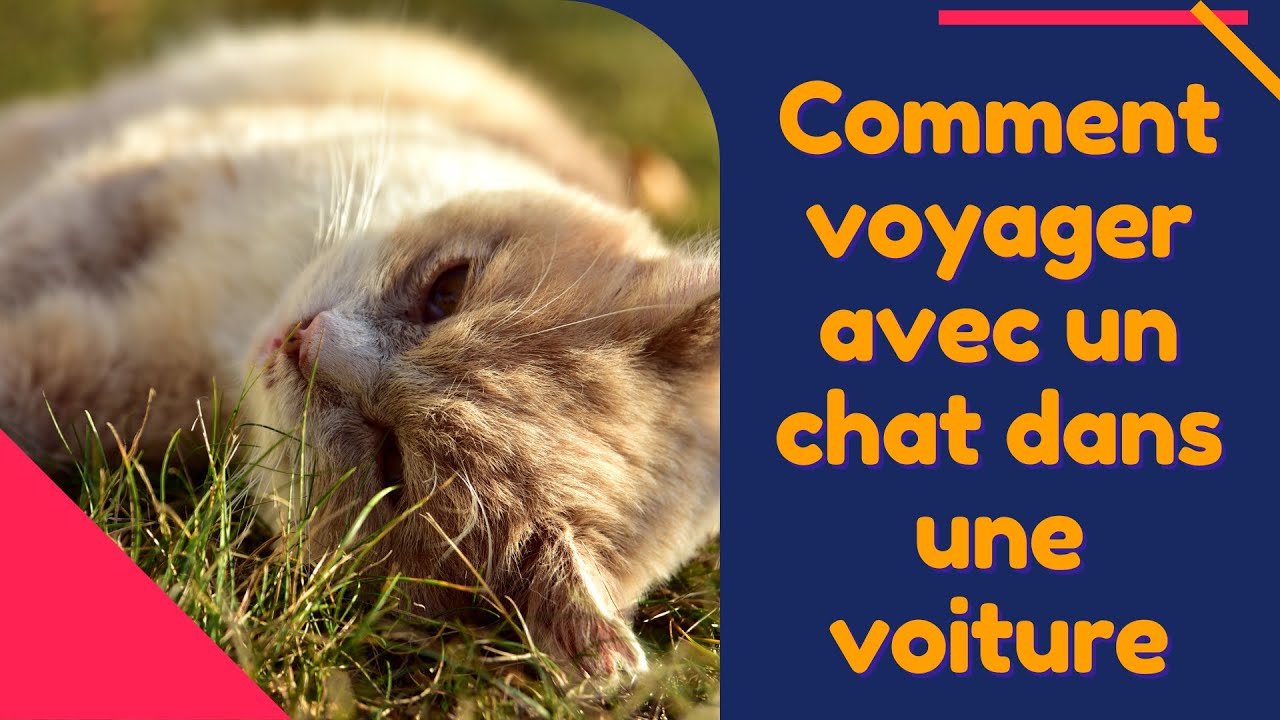 Comment Voyager Avec Un Chat Dans Une Voiture 🚘🐈