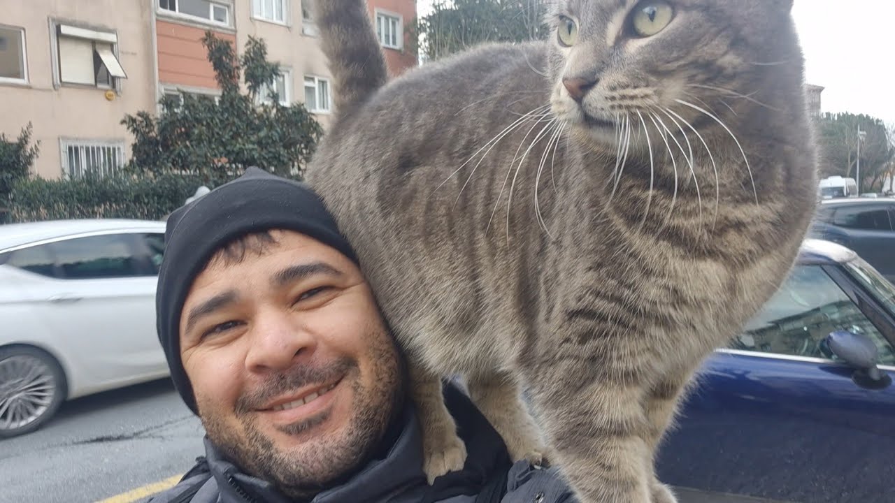 A Sweet Stray Cat Climbs on My Shoulder to Say Hello 