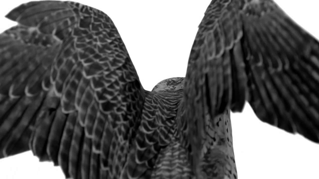 RazorWings WebBG Short-BW