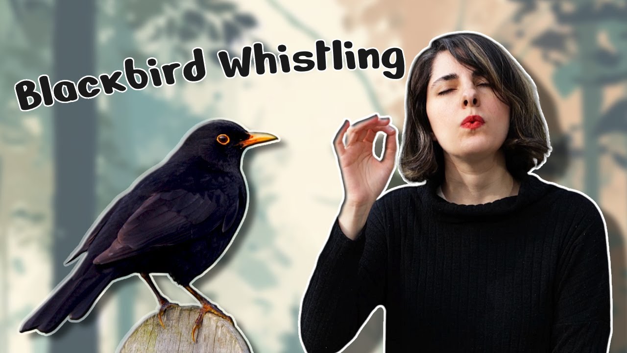 Blackbird Song Transcribed and Performed (Whistling!)