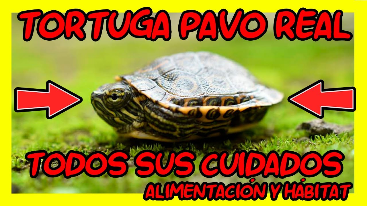 CUIDADOS COMPLETOS DE LA TORTUGA PAVOREAL | CUIDADOS TRACHEMYS VENUSTA