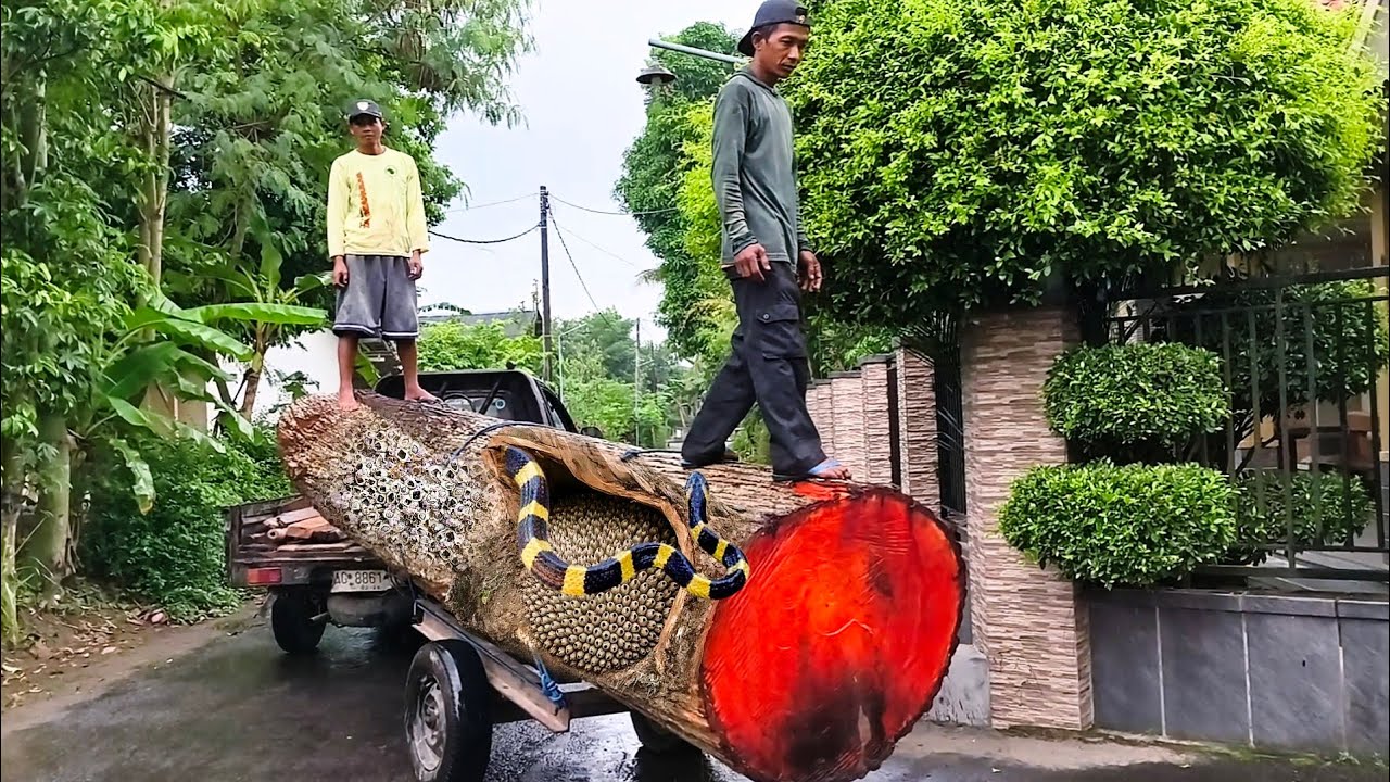 Serangan tersembunyi di mesin penggergajian kayu! lihat kayu ini hampir membunuhmu