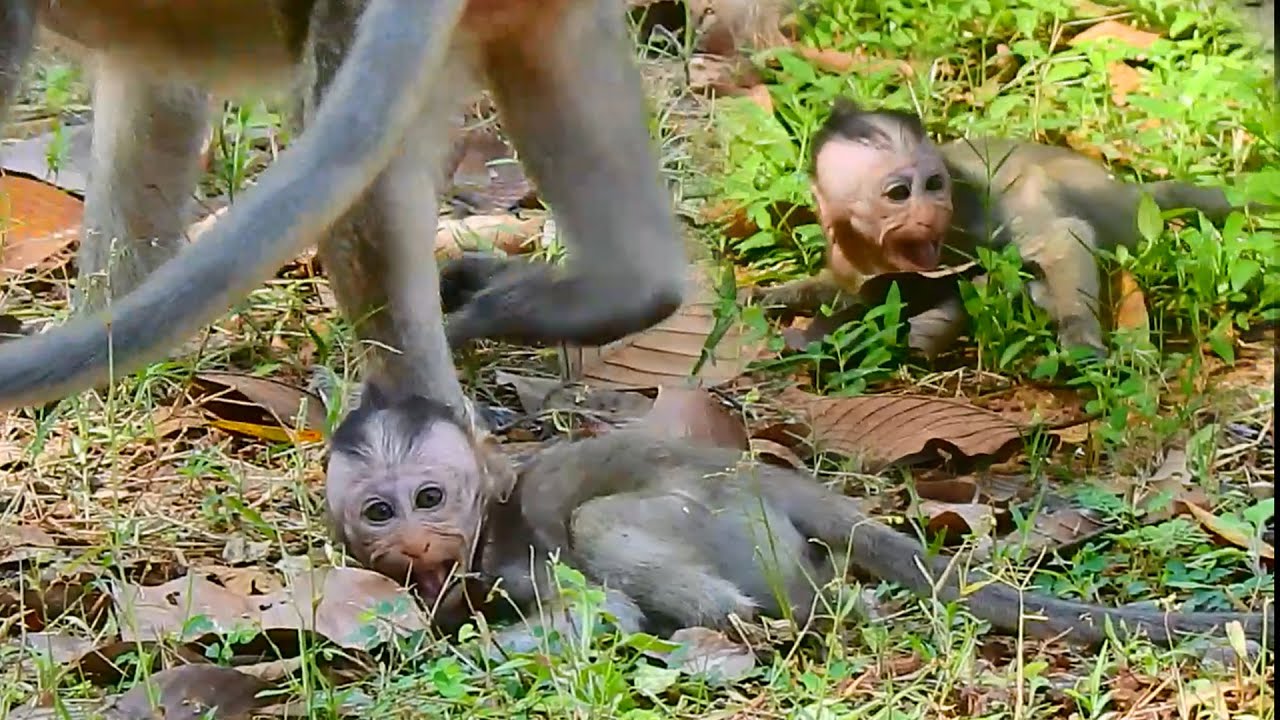 Spoiled monkey baby super angry mom, No carry to another place