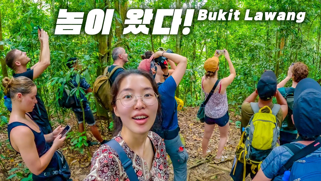 알파메일을 보기 위해 세계인들이 위험을 무릅쓰고 찾아오는 곳∥🇮🇩인도네시아 부킷라왕