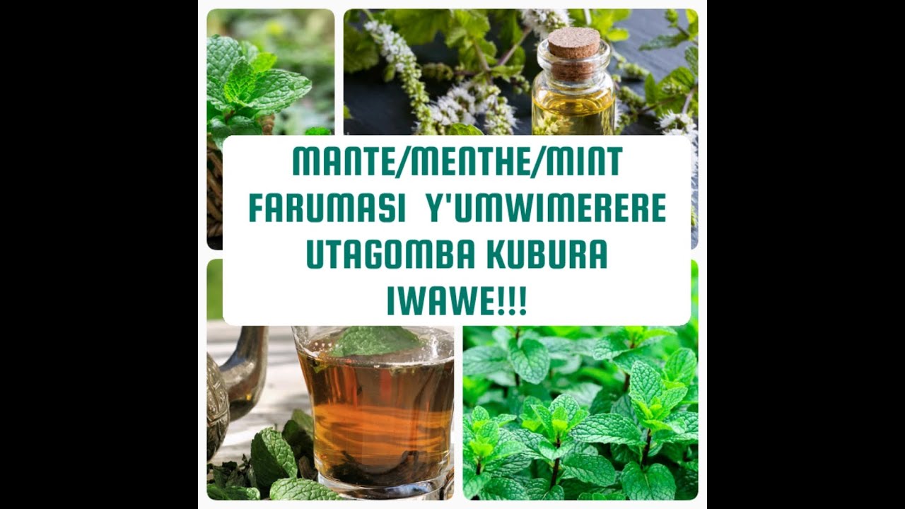 MENTHE/MINT/ MANTE/AKAMARO GATANGAJE CYANE KA MANTE/IMPAMVU UTAGOMBA KUBURA MANTE IWAWE!!🍵🍃🌱🍵👌🙏