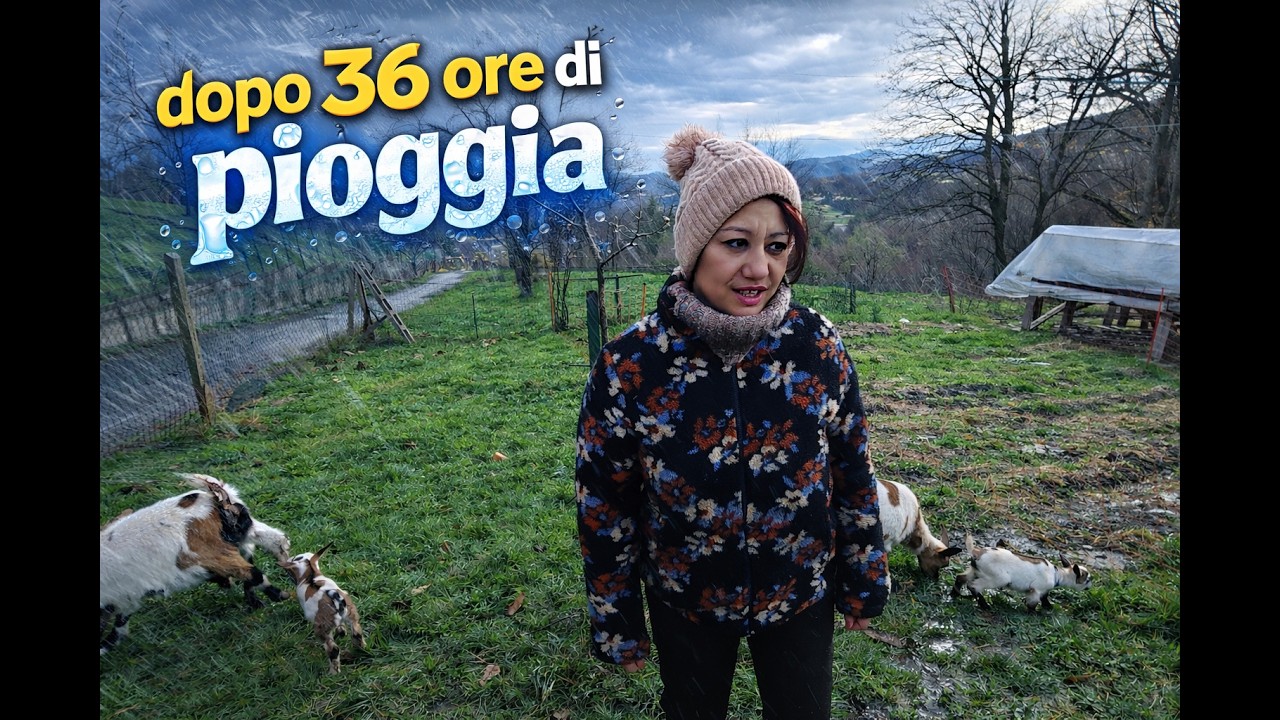 DOPO 36 ORE DI PIOGGIA #montagna #vitainmontagna #agnellini #farmlife #animals