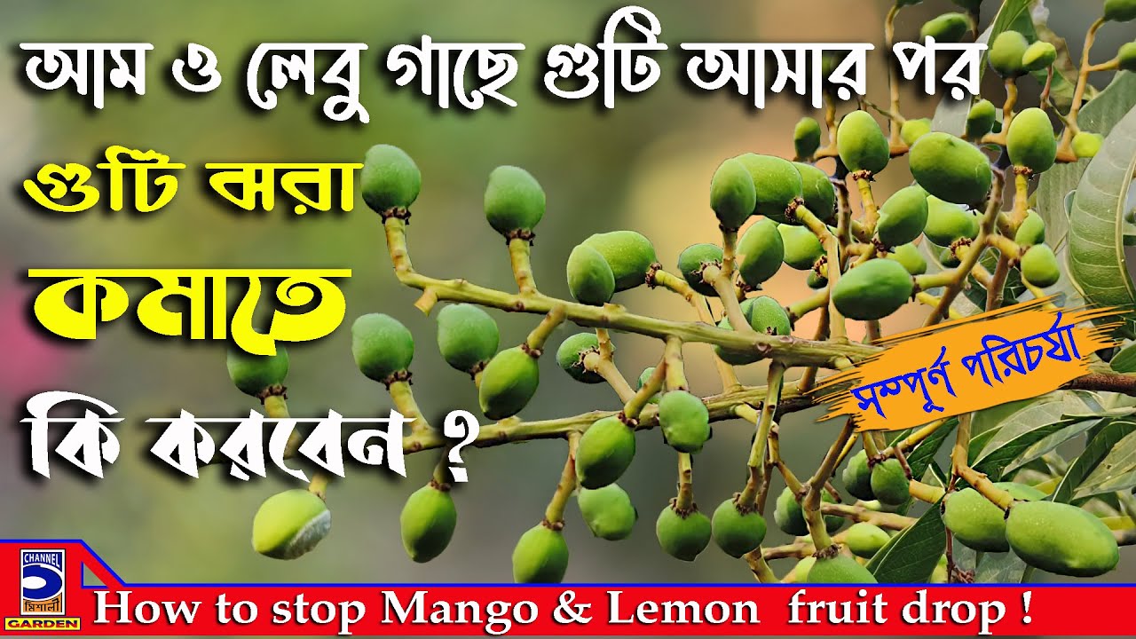 আম লেবু গাছে গুটি ঝরা কমাতে যা করতেই হবে ! How to stop  fruit drop !