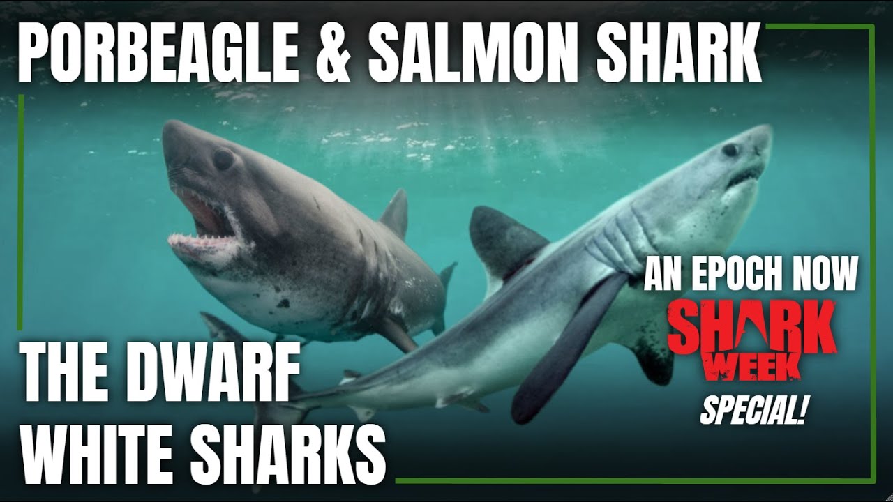 Porbeagle and Salmon Shark: The Dwarf White Sharks || Shark Week Special
