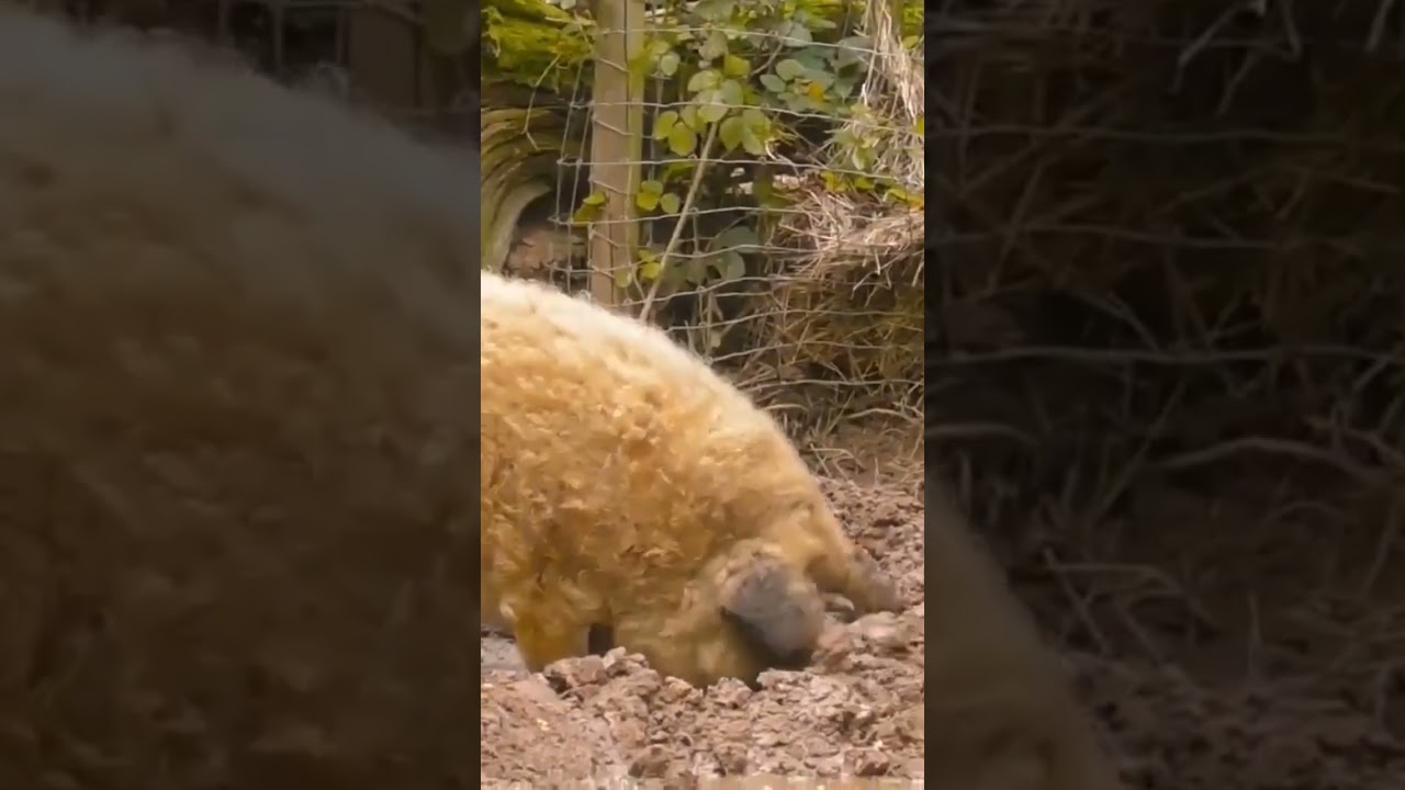 Schweinekram