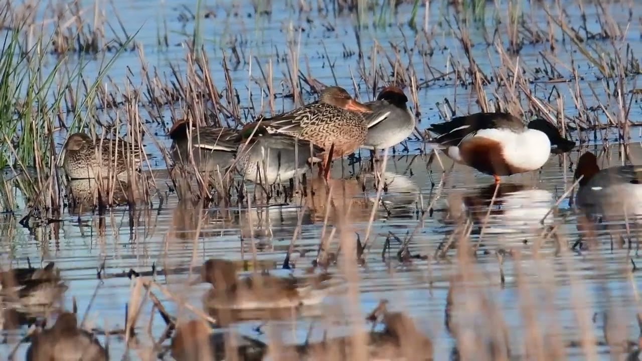 Green-winged teal, Catcott lows, 03/01/2025