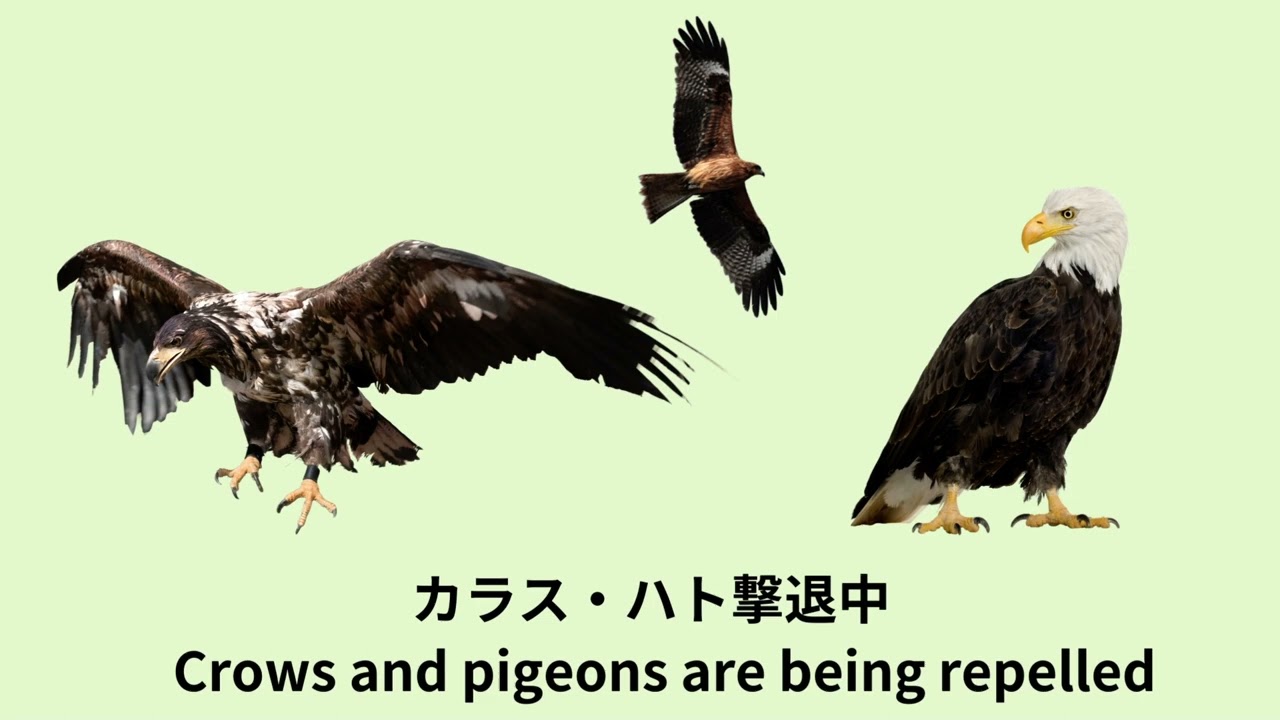 【カラス・ハト専用】カラス、ハトを撃退する　タカ、ワシ、トンビの鳴き声