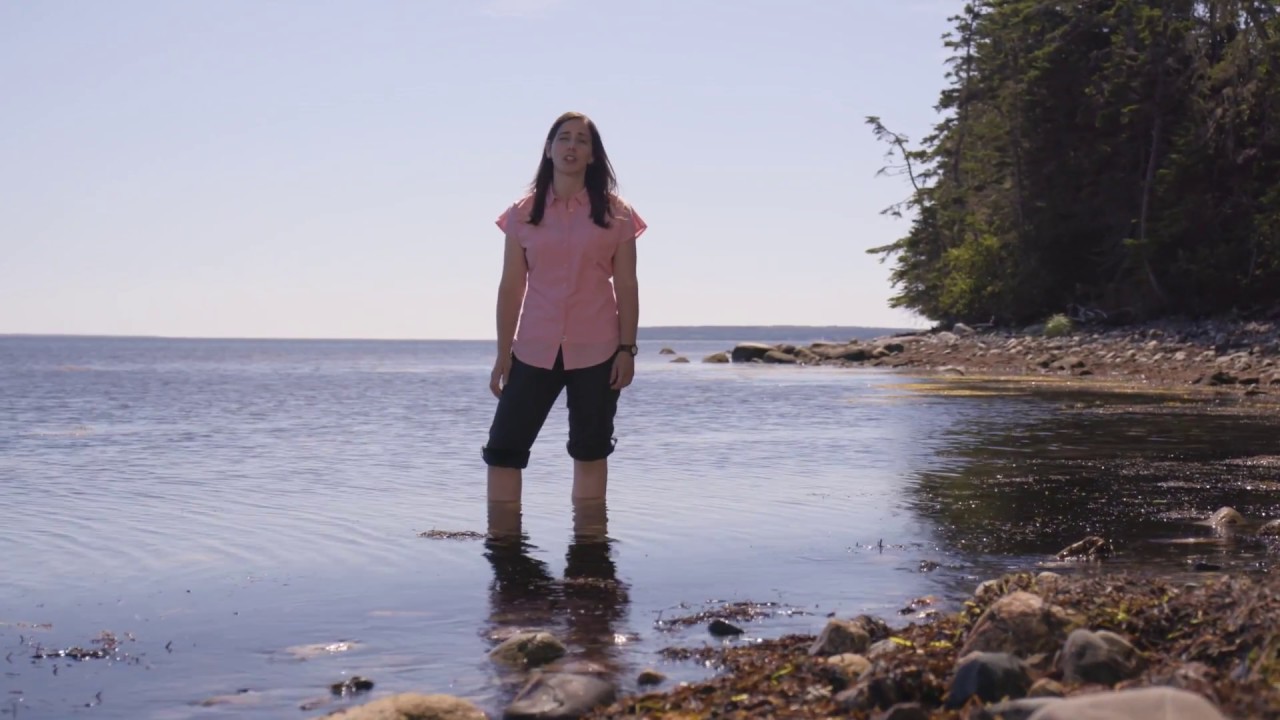 The Pacific Salmon