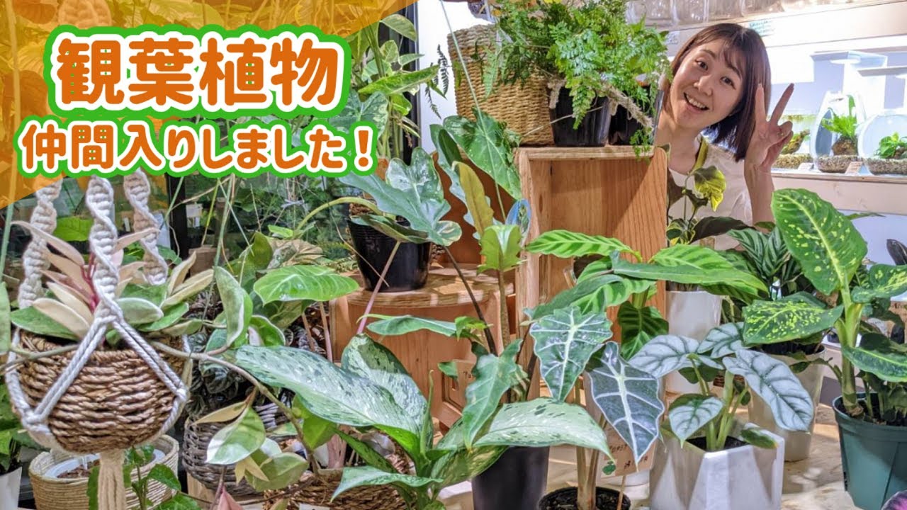【観葉植物仲間入りしました】入荷情報＆１０月のお知らせ編《NOKO'sちゃんねる》《ノコズ》