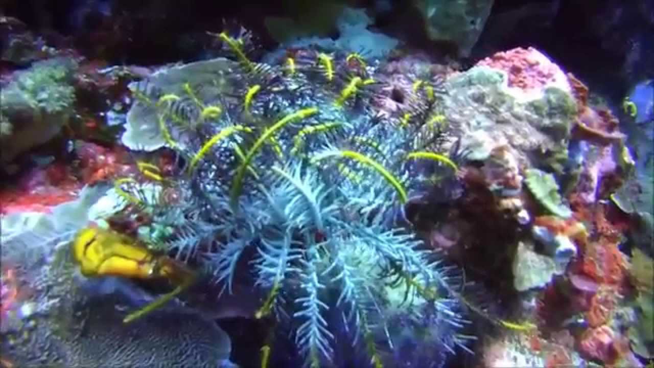 Insel Pantar, Tauchen mit Alor Divers Teil 3