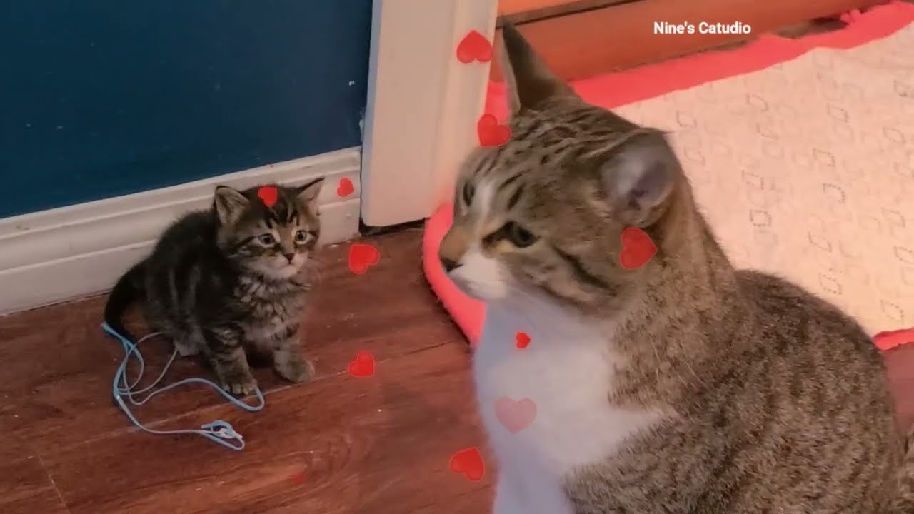 Socializing the 5 Week Abandoned Kitten With the Help of Older Cats