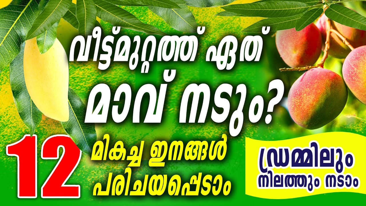 വീട്ടുമുറ്റത്ത് ഈ മാവുകളാണ്  നടുന്നതെങ്കിൽ 100% ഉപകാരപ്പെടും | Top 12 Mango Trees | Pazhachedikal