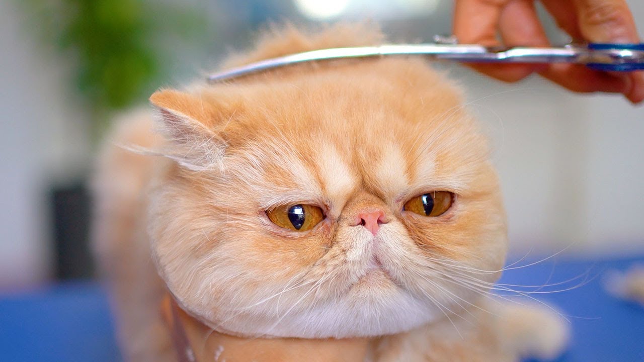Если бы я только могла стричь эту кошачью шерсть каждый день!😻🛁✂️❤️ такая милая!!