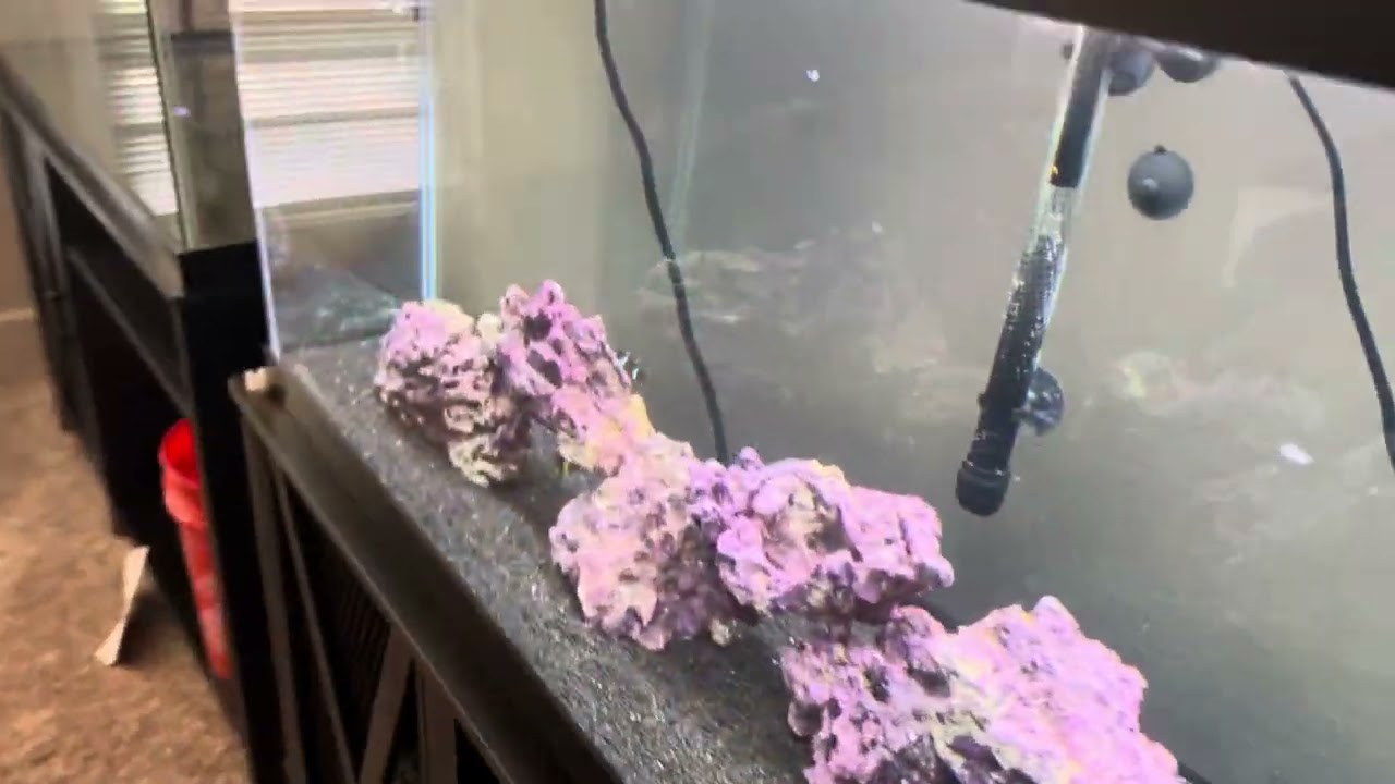 TEMU AQUARIUM LIGHT WORTH IT OR NOT