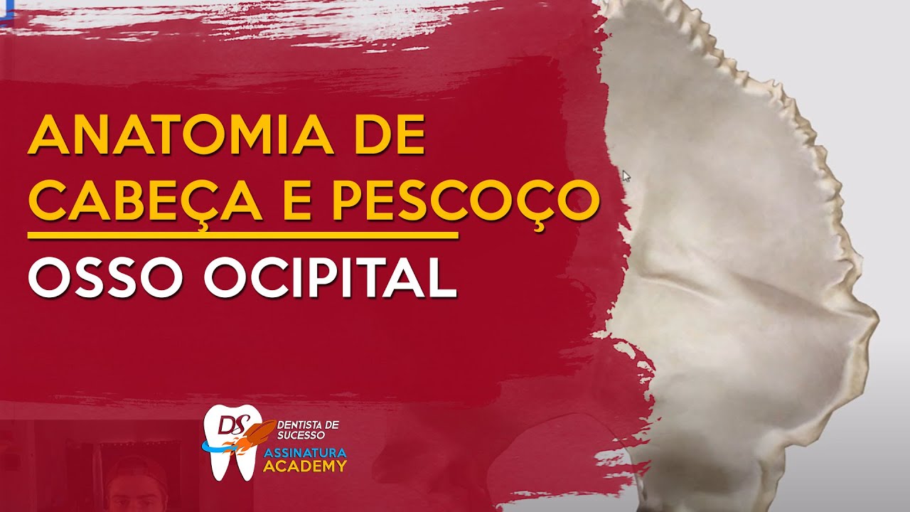 Osso Ocipital | ANATOMIA DE CABEÇA E PESCOÇO