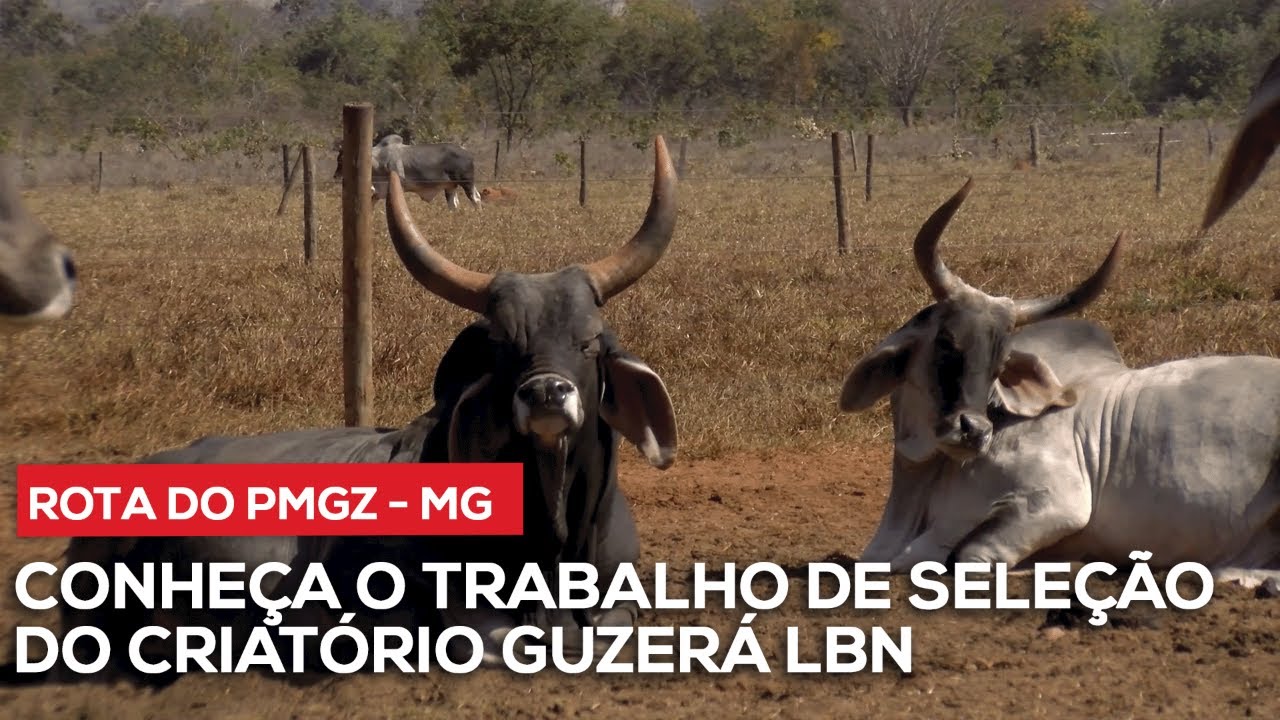 Rota do PMGZ em Minas Gerais - Conheça o criatório Guzerá LBN