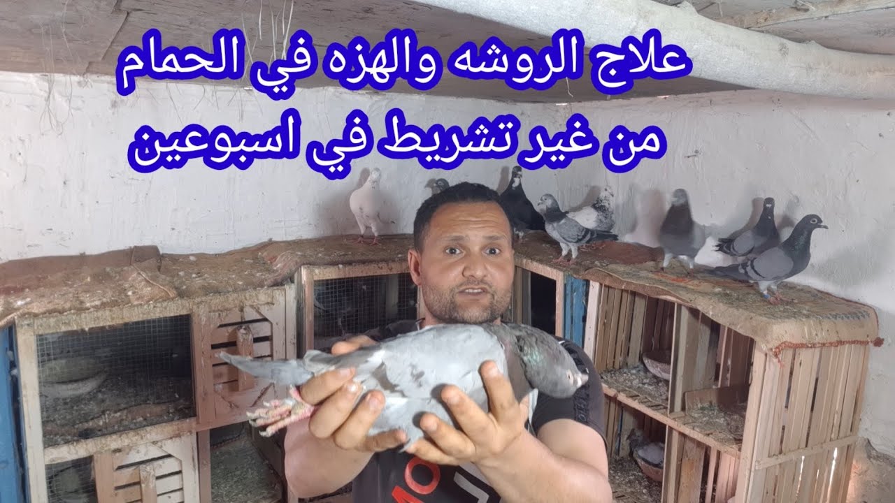 افضل#علاج بشري تستخدمه#لعلاج#روشه#وهزه الحمام في أسبوعين بدون#تشريط الرقبه وحافظ علي#حمامك من الموت