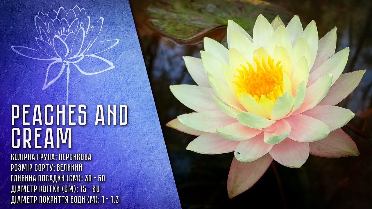 Nymphaea Peaches and Cream - Німфея Персики і крем