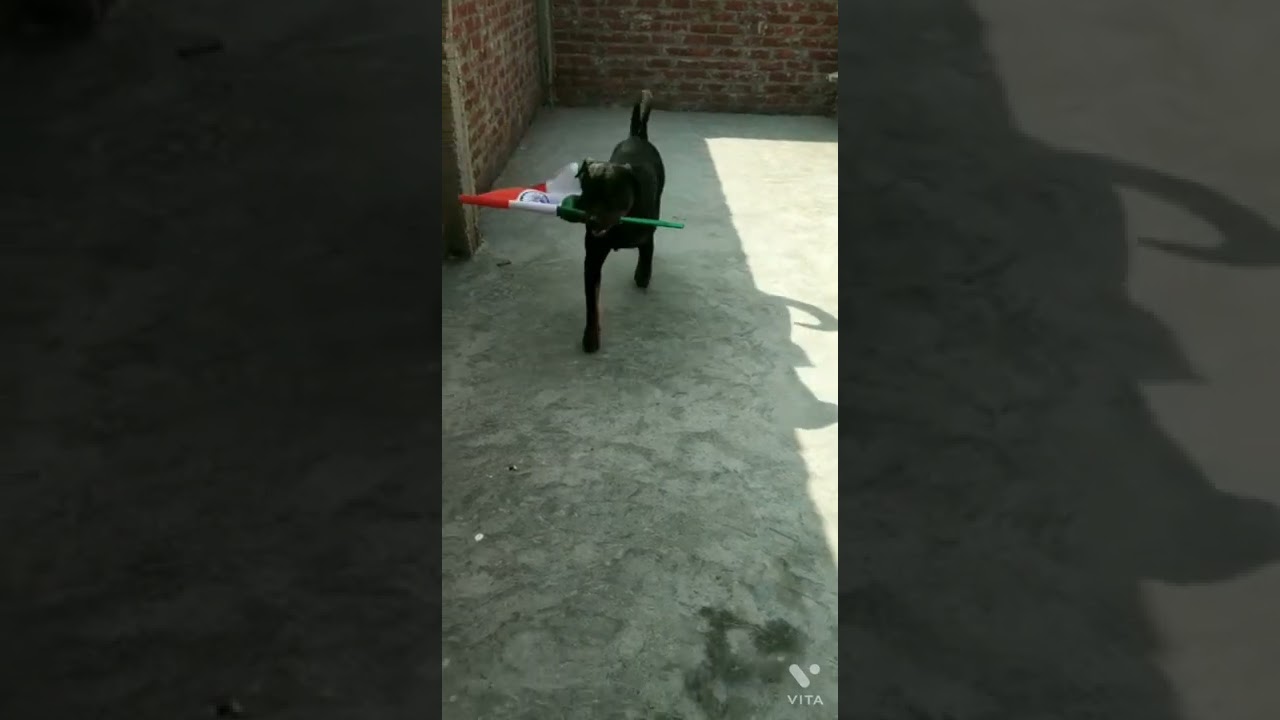 Rottweiler with his flag 