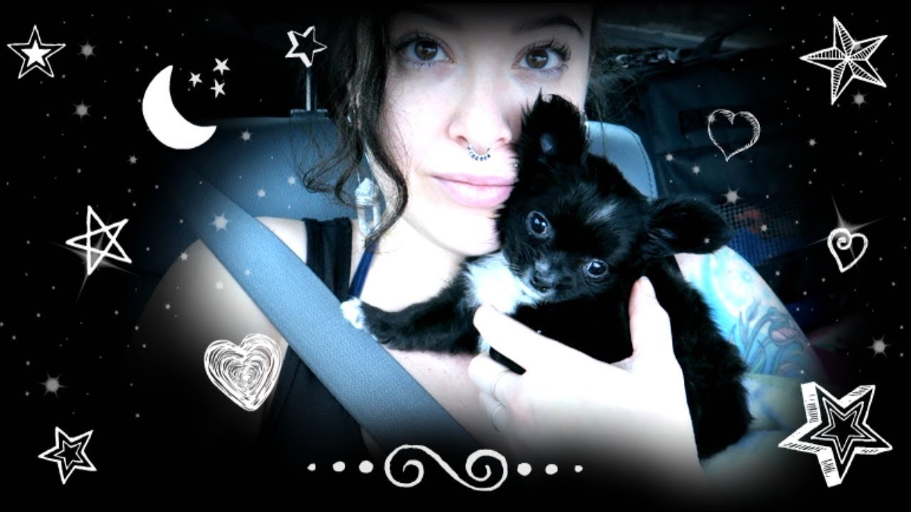 Getting My Chihuahua Puppy