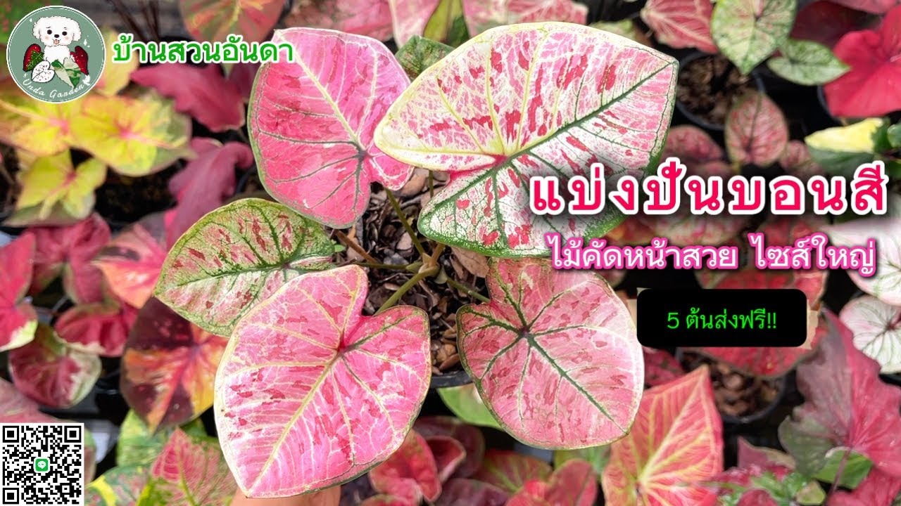 แบ่งปันบอนสีวันที่ 18 ก.พ. 2569 #บอนสี #caladium #garden #plants #ไม้ด่าง #plantlover #shorts 