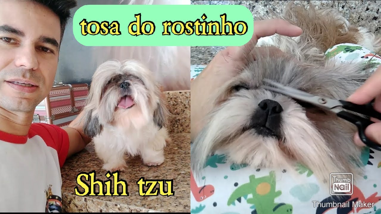 Como tosar o pelo  do rostinho