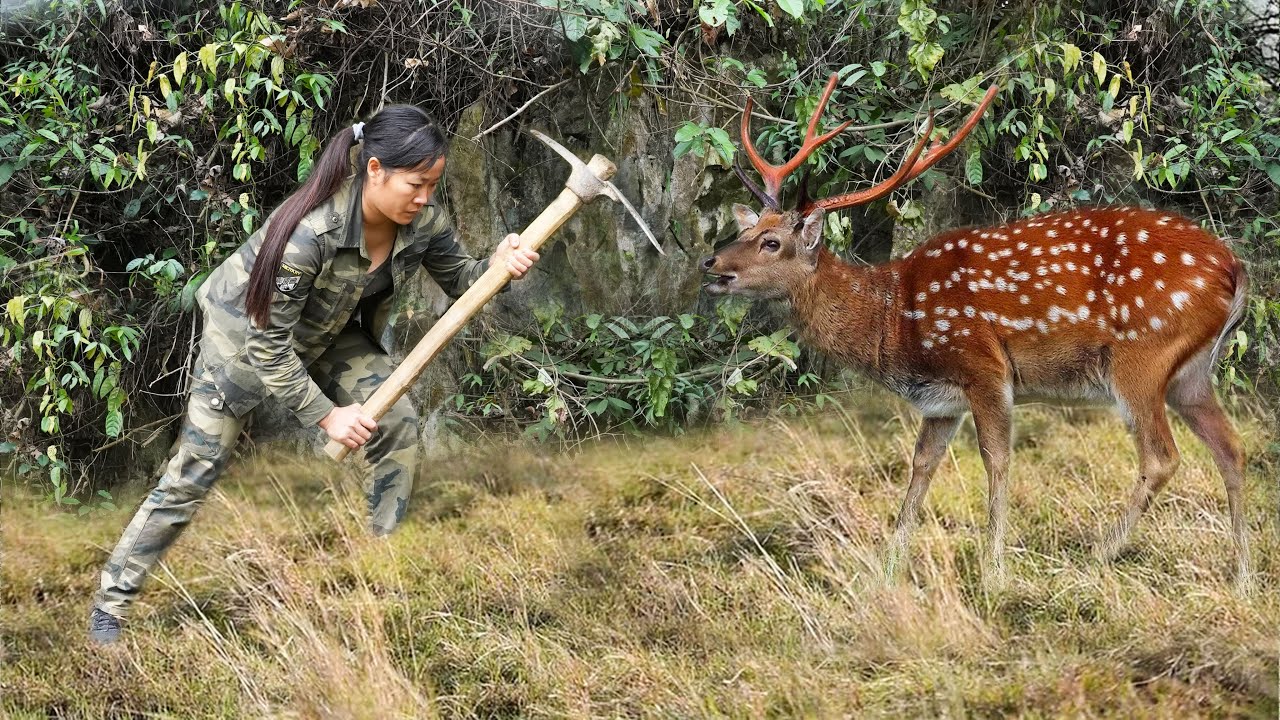 Plan to Trap Wild boar, Wild Deer - Grim Survival/ Full video