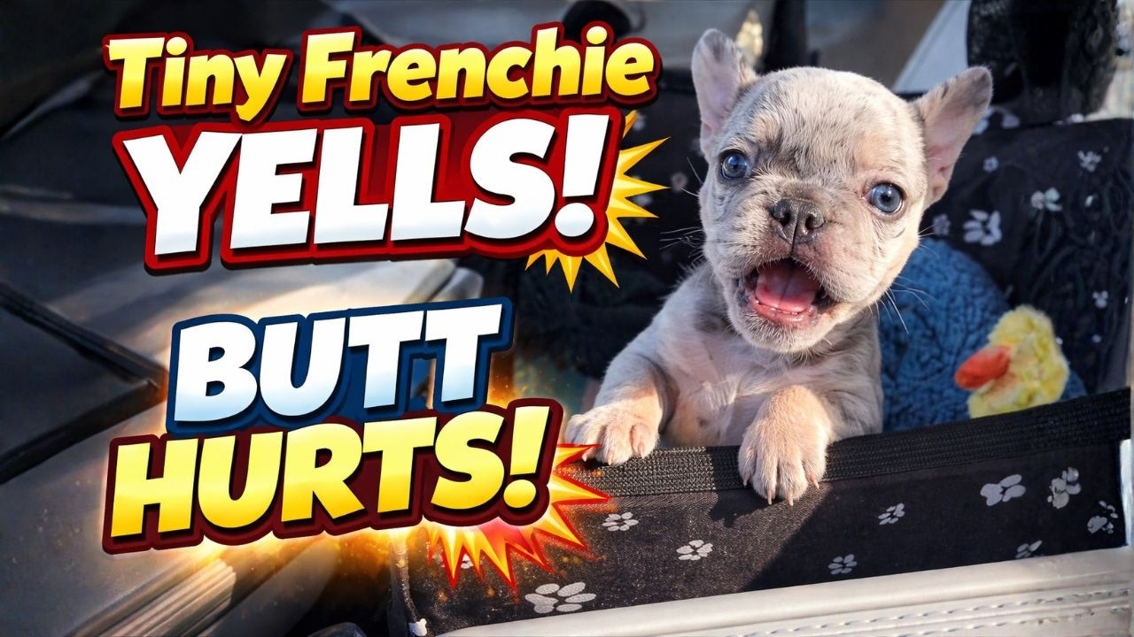 Tiny Frenchie Yells and Grumbles Because Her Butt Hurts After a Long Car Ride 😂🐶