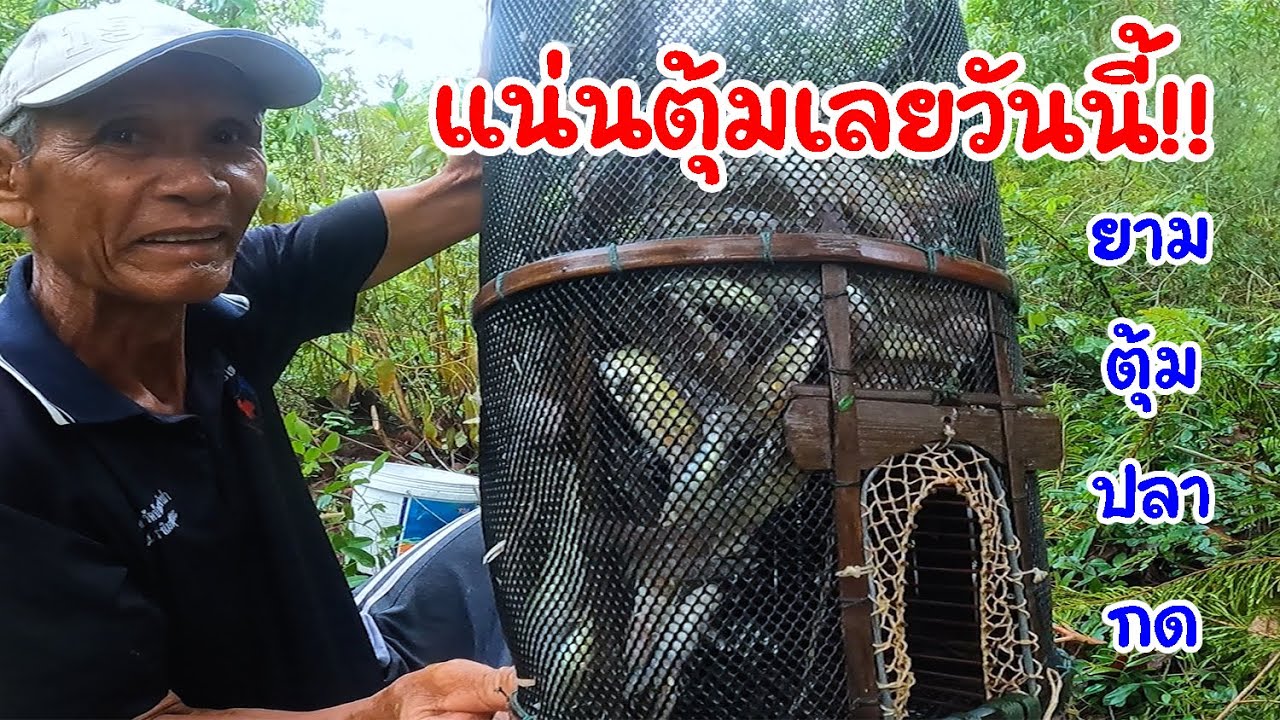 หมานคักหมานแน!! ยามตุ้มปลากด เหยื่อมดแดง ที่นำชี - อีสาน บ้านโนน