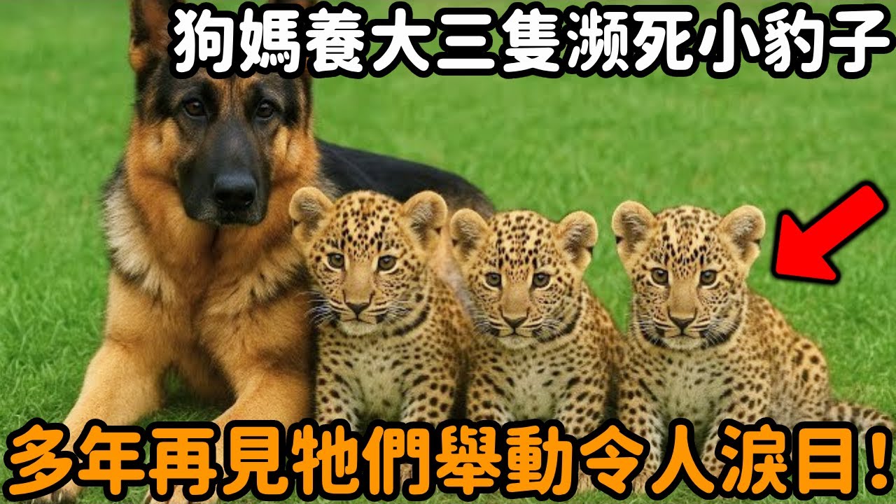 狗媽養大三隻濒死小豹子，沒想到分離多年後再見，豹子們瞬間化身孝順貓咪親吻狗媽！#狗狗 #豹子 #動物母愛 #跨物種救助 #動物情感 #感人壹幕 #不可思議 #救助 #動物故事 #真實故事 #心靈飼養員