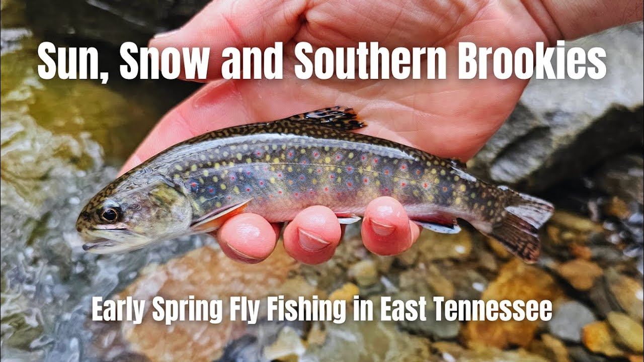 Sun, Snow and Southern Brook Trout: Fly Fishing East Tennessee in Early Spring for Native Brookies