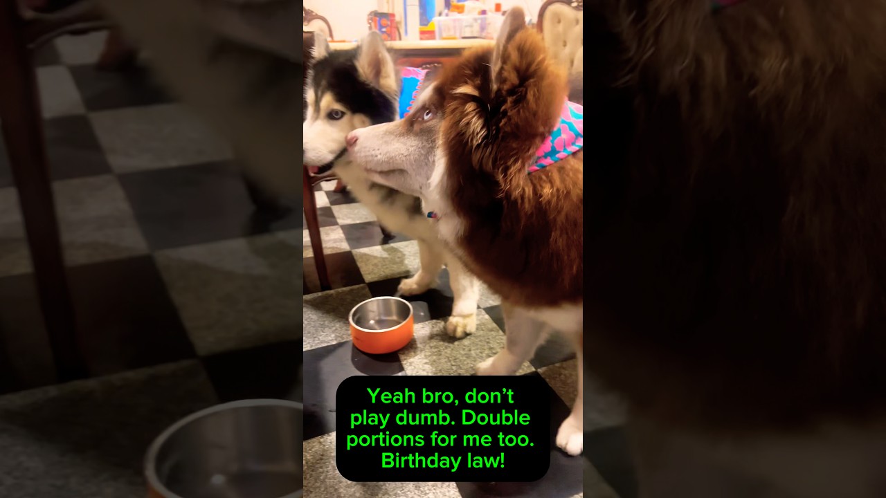 Sasha the Husky Turns Extra Cute 🎂🐺❤️❤️❤️✨ #husky #dog #funny #shorts