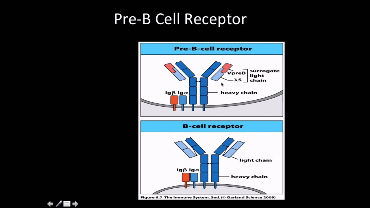 Immunology: B cell development, pro and pre b cells